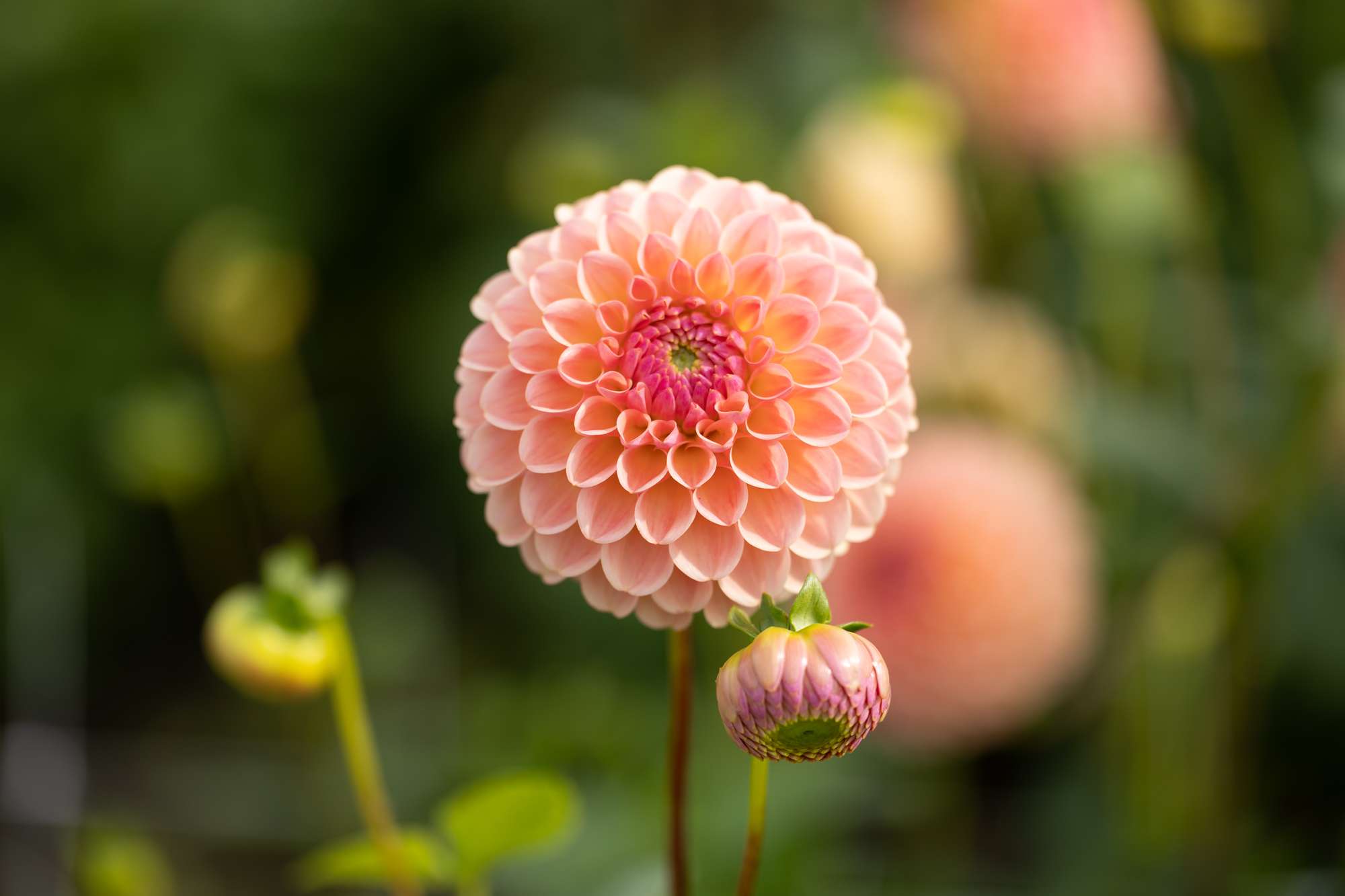 Dahlia 'L.A.T.E.'